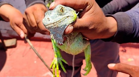 Los Tigres aseveraron que su intención era poner a salvo a este animalito 
