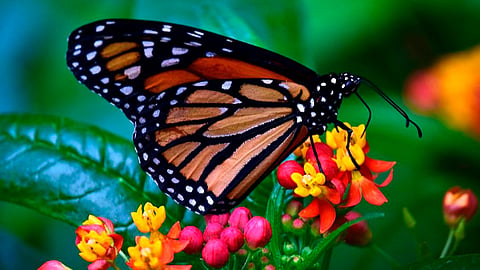 El cambio climático ha impactado en la conservación de este tipo de mariposa