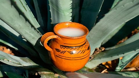 Pulque: 5 opciones en Morelia para disfrutar de la bebida de los dioses 