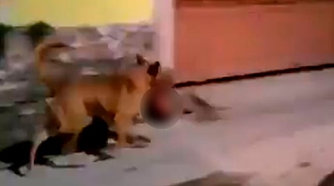 Captan a perro paseando con cabeza humana sobre la vía pública [Video]