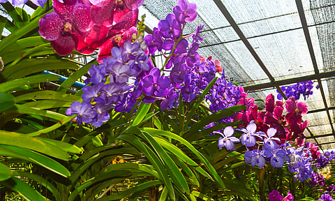 Orquídeas y gladiolas engalanarán el Carnaval de la Flor de Tuxpan