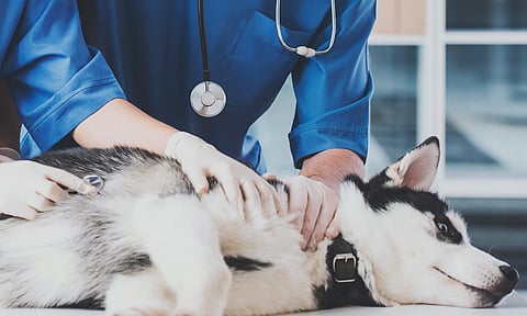 Denuncian veterinaria en Morelia por presunta negligencia; perrito murió tras ser "internado"