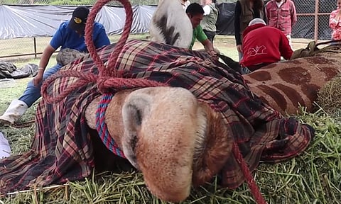 Reportan grave a "Muñeco", jirafa del Zoo de Morelia [Video]