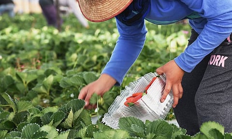 Sólo 63 mil trabajadores del campo, con seguridad social en Michoacán