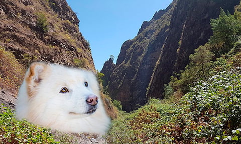 Hombre cae a barranco por intentar salvar a un perrito; ambos fueron rescatados 