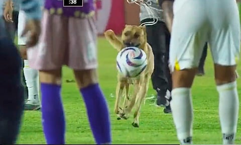 ¡El crack del partido! Perrito se mete a la cancha y se lleva el balón [VIDEO]