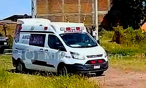 Hombre es atacado por abejas y muere en Michoacán 