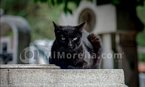 La leyenda de los gatos guardianes en el Panteón Municipal de Morelia