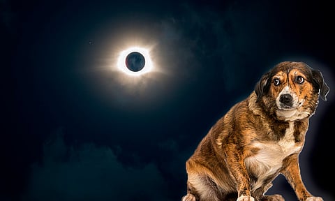 Cuida a tus mascotas durante el eclipse solar con estas recomendaciones 