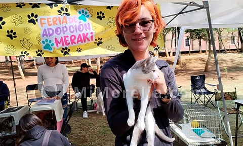 Un total de 25 mascotas, a disposición en la Feria de Adopción Meraki