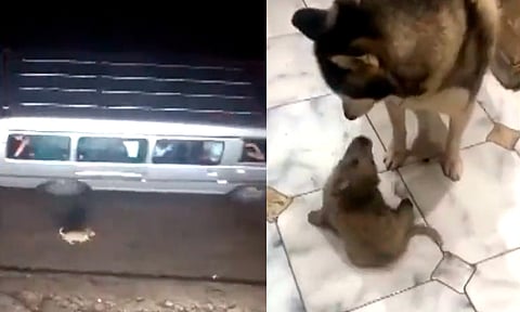 Abandonan a cachorro en carretera, pero encuentra una verdadera familia [VIDEO]