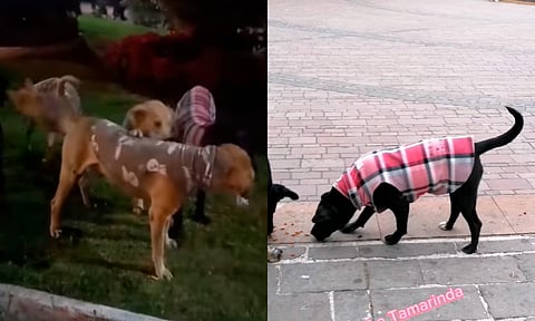 Michoacán: le pone suéteres a perritos callejeros para que no pasen frío y llama a hacer lo mismo