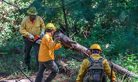 La finalidad es reducir riesgos y afectaciones por incendios forestales