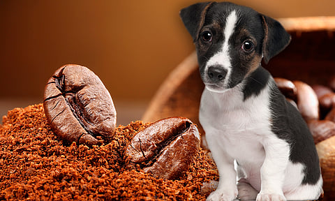 Ayuda a perritos rescatados comprando café a Ghapad Morelia