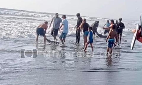 Hallan cadáver de delfín en playa de Michoacán
