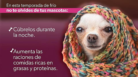 Emite Protección Civil recomendaciones para proteger a mascotas del frío