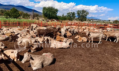 Gobernador entrega apoyo al sector ganadero de Morelia