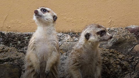 Suricatas, los nuevos huéspedes del Zoo de Morelia