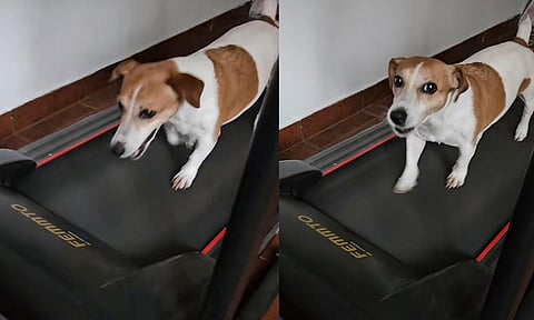 Perrito 'fit' sorprende en TikTok al pedir correr en la caminadora eléctrica [VIDEO]