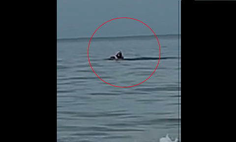 Queda captado ataque de animal a turista que murió en playa de Ixtapa [Video]
