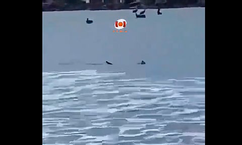 Captan a presunto tiburón nadando en playa de Ixtapa, tras ataque a turista [VIDEO]