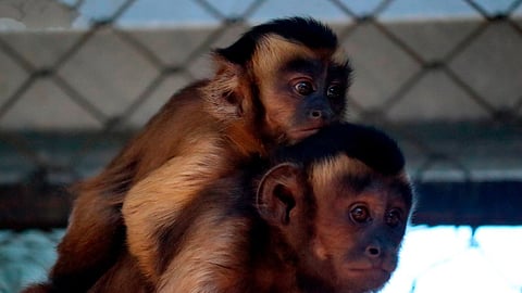 Con nacimiento de 130 animales cierra el zoo de Morelia el 2023