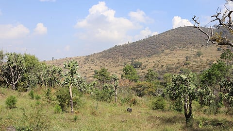 Secma monitorea fauna en cerro del Punhuato para ayudar a su conservación