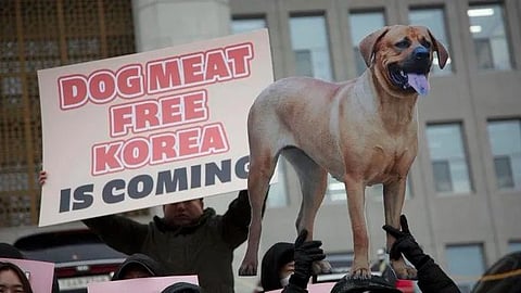 Corea del Sur prohíbe consumo y venta de carne de perro para el 2027