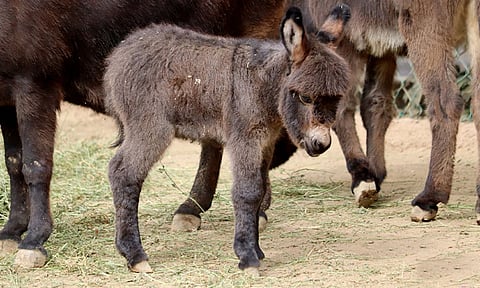 Burritos africanos, la sensación del Zoo de Morelia