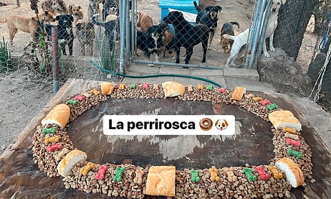 Perritos rescatados celebran Día de Reyes con una rosca perrona [Video]