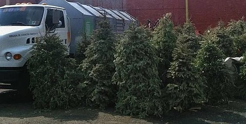 Abrirán centros de acopio de pinos navideños en Morelia; ¿cuándo y dónde?