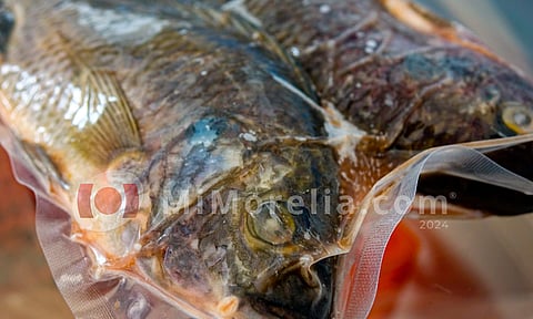 Prevén producción de mil 300 toneladas de pescado y marisco en Michoacán para Cuaresma 2024