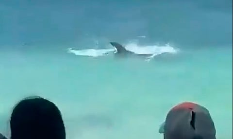 Impresionante ataque de tiburón a mantarraya causa pánico en una playa [VIDEOS]