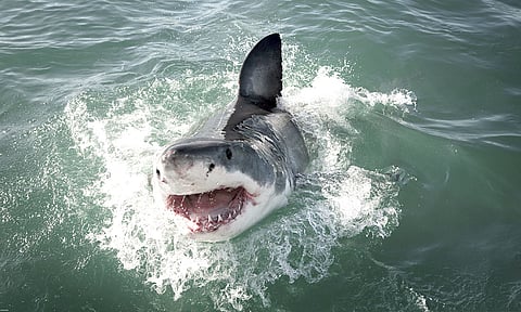 Alertan por presencia de tiburón blanco de 5 metros en playa de Sonora