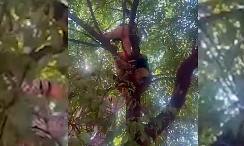 Rescatan a puercoespín atrapado en copa de un árbol [VIDEO]