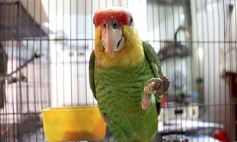 Recibe Zoo de Morelia aves decomisadas en Morelia e Indaparapeo