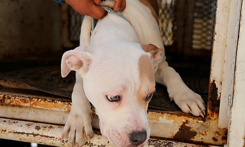FGE rescata a perritos víctimas de maltrato en la colonia Obrera de Morelia