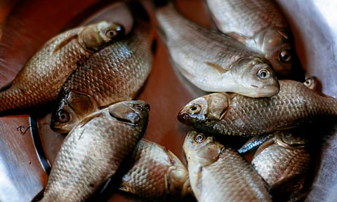 Pescado chino, competencia de productores michoacanos por diferencias en el precio