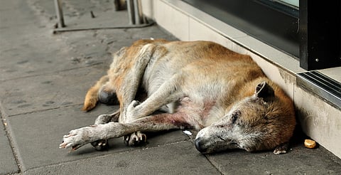 Este sábado, marcha contra el maltrato animal en Morelia
