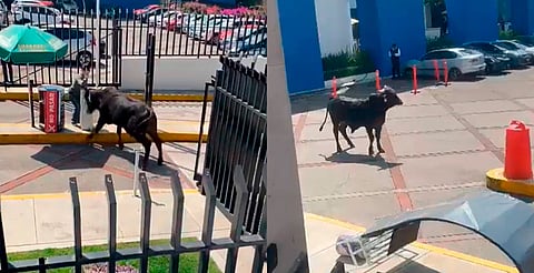 Toro se mete a instalaciones de universidad en CDMX [Video]