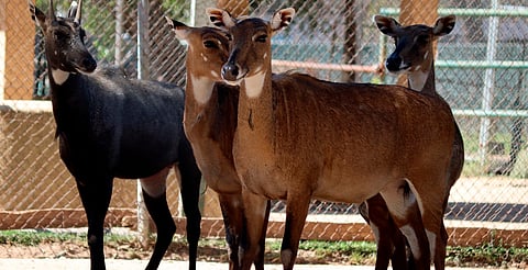 Exitoso, proyecto de repoblación del Zoológico de  Morelia: Director 