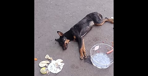 GHAPAD rescata perrita insolada y en los huesos en el Tianguis de la Feria de Morelia [VIDEO]