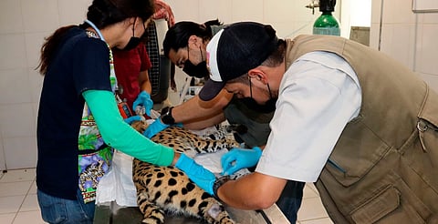 En 2 años Zoológico de Morelia ha atendido 300 ejemplares decomisados por Profepa