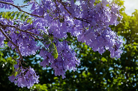 ¿Por qué se adelantó? Primavera inicia esta noche de 19 de marzo