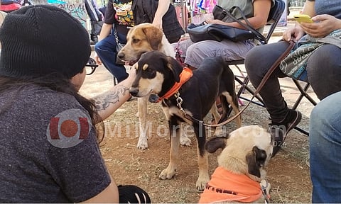 Una decena de lomitos buscan familia en la Feria de Adopción Meraki