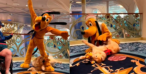 Perrito se emociona por conocer a su personaje favorito de Disney [Video]