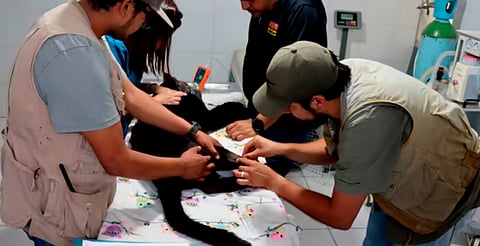 Muere jaguar del zoo de Morelia; aseguran que enfermó por "lodos contaminados"