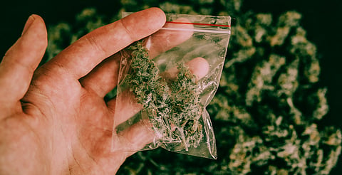 Candidatos federales por Morelia, a favor de la legalización de la marihuana