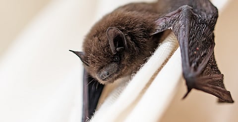 Por rabia, muere niño mordido por murciélago en Michoacán