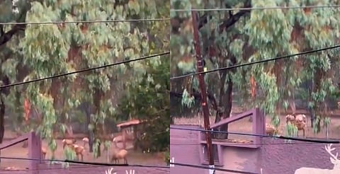 Animalitos del Zoo Morelia se ponen contentos con la lluvia [VIDEO]